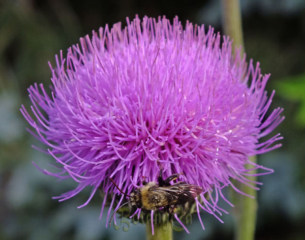 Cirsium canum – Botanically Inclined – Seed Adventures