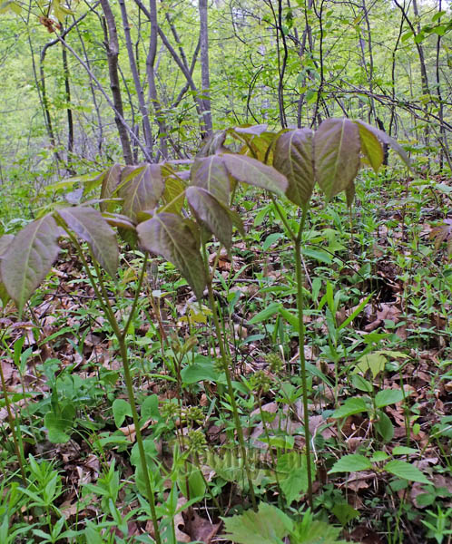 Aralia nudicaulis