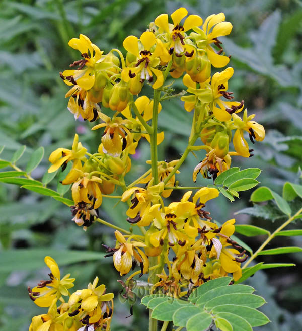 senna hebecarpa seed pods