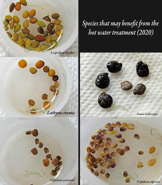 FAQ Hot water treatment Botanically Inclined Seed Adventures