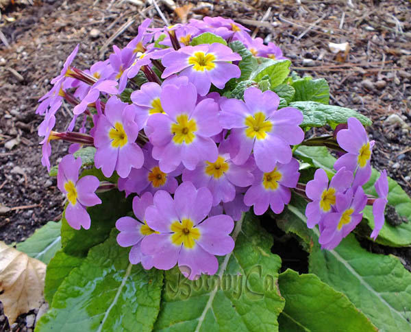 Primula vulgaris ssp. sibthorpii – Botanically Inclined – Seed Adventures