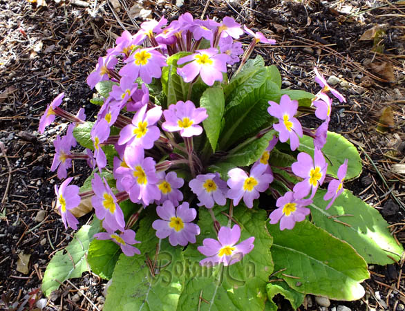 Primula sibthorpii – Botanically Inclined – Seed Adventures