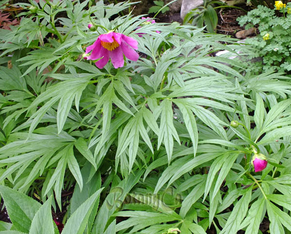 Paeonia anomala ssp. veitchii  Botanically Inclined  Seed Adventures